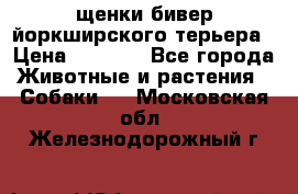 щенки бивер йоркширского терьера › Цена ­ 8 000 - Все города Животные и растения » Собаки   . Московская обл.,Железнодорожный г.